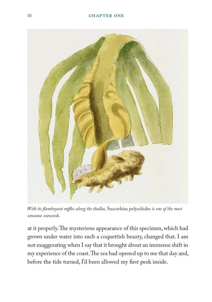 Seaweed Collectors Handbook